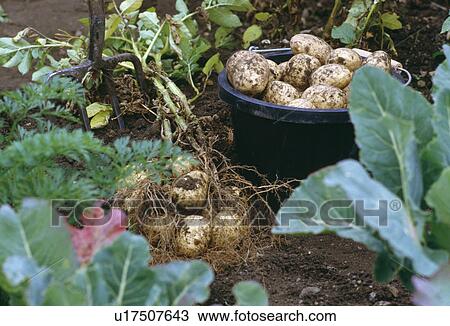 Stock Image - Close-up of bucket of freshly dug potatoes in vegetable garden. Fotosearch