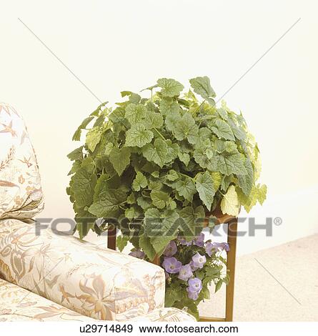 Stock Photo - Close-up of bushy green-leaves plant on table beside armchair. Fotosearch