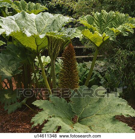 Stock Photo -  Close up of clump gunnera with leaves and flowerspike.. Fotosearch