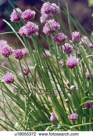 Stock Image -  Close up of clump of chives . Fotosearch