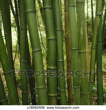Close up of clump of green stemmed bamboo. View Large Photo Image Stock Photo - Close up of clump of green stemmed bamboo.. Fotosearch