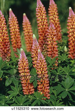 Stock Image -  Close up of clump of orange lupins.. Fotosearch
