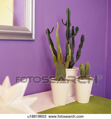 Stock Image - Close-up of collection of cacti in white pots against purple wall. Fotosearch