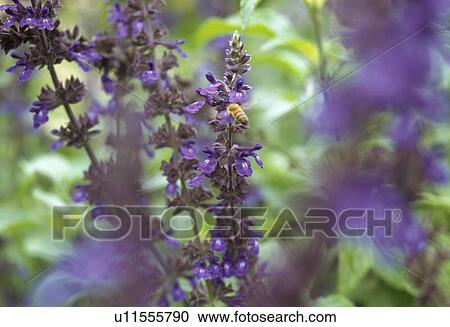 Stock Image -  Close up of dark purple lavender.. Fotosearch