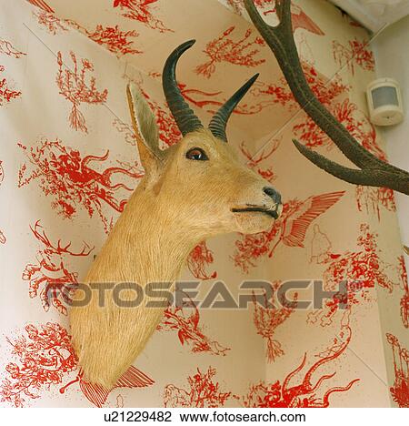 Stock Image - Close-up of deer's head on red patterned wall. Fotosearch