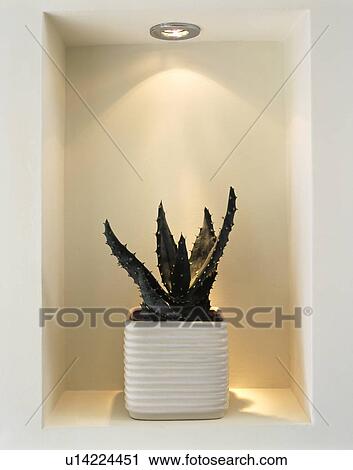 Close up of downlighter on cactus in square white pot in modern alcove shelving View Large Photo Image Stock Image - Close up of downlighter on cactus in square white pot in modern alcove shelving. Fotosearch