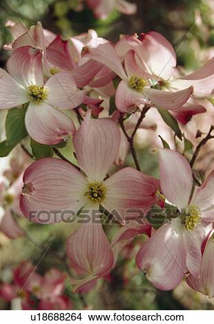 Picture -  Close up of flowers of the pink flowering dogwood.. Fotosearch