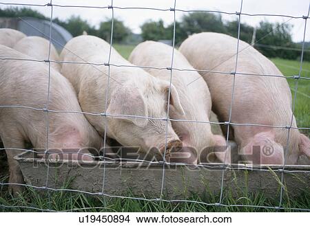 Picture - Close-up of four pigs eating from trough in field. Fotosearch