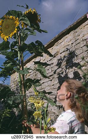 Stock Photography - Close-up of girl with tall sunflower in garden. Fotosearch