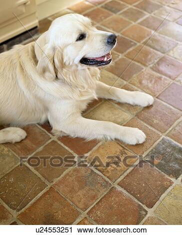 Stock Image - Close-up of golden retriever dog lying on quarry tiled floor. Fotosearch