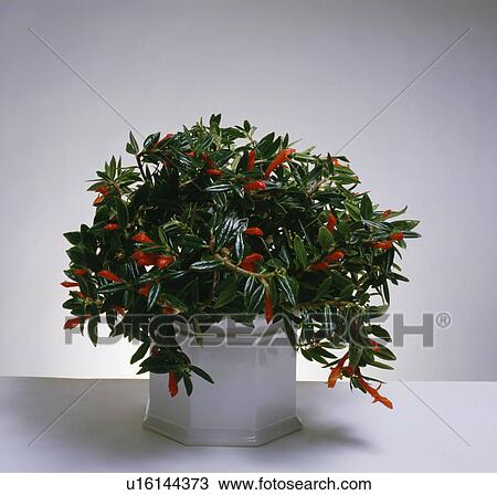 Stock Image - Close-up of goldfish plant in white pot. Fotosearch