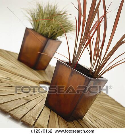 Close-up of grasses in glazed pots on circular wooden decking View Large Photo Image Stock Image - Close-up of grasses in glazed pots on circular wooden decking. Fotosearch