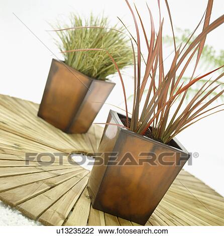 Close-up of grasses in glazed pots on circular wooden decking View Large Photo Image Stock Image - Close-up of grasses in glazed pots on circular wooden decking. Fotosearch