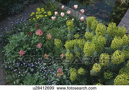 Close-up of green euphorbia characias and pink paeonies in summer border View Large Photo Image Stock Photo - Close-up of green euphorbia characias and pink paeonies in summer border. Fotosearch