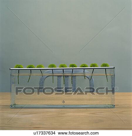 Picture - Close-up of green flowers in modern vase on dining table. Fotosearch