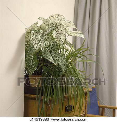 Stock Image - Close-up of green houseplants in container on bamboo table. Fotosearch