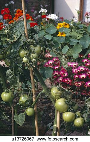 Close-up of green tomatoes with pink mesembryanthemums View Large Photo Image Stock Photo - Close-up of green tomatoes with pink mesembryanthemums. Fotosearch
