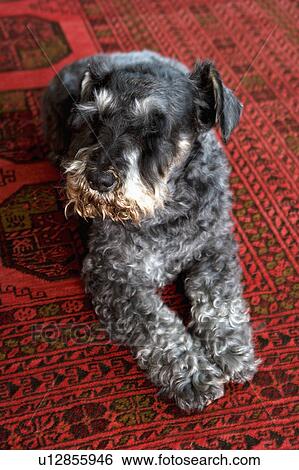 Close Up Of Grey Wire Haired Terrier Dog Stock Photograph