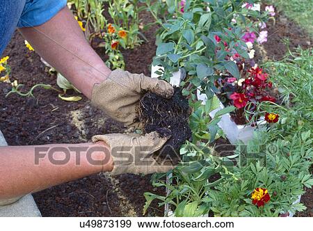 Close-up of hands planting summer annuals View Large Photo Image Stock Photo - Close-up of hands planting summer annuals. Fotosearch
