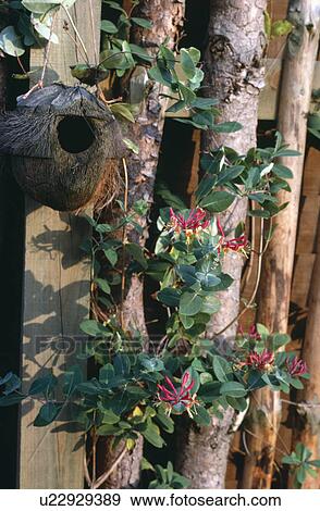 Stock Photo - Close-up of honeysuckle and small wooden birdbox on rustic wooden fence. Fotosearch