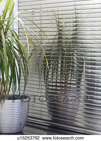 Stock Image - Close-up of houseplant in metallic pot in front of metallic blind. Fotosearch