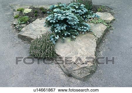 Close-up of low-growing conifer and heather on large stones View Large Photo Image Stock Photo - Close-up of low-growing conifer and heather on large stones. Fotosearch