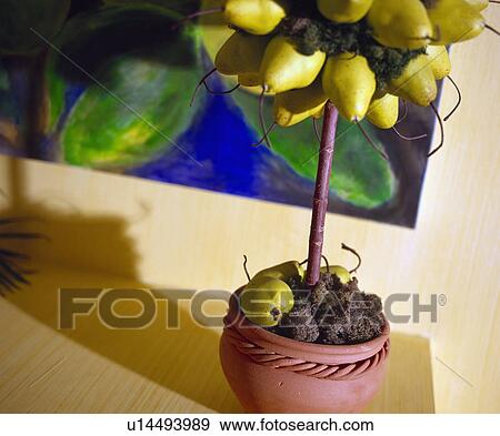 Close-up of miniature pear tree in pot View Large Photo Image Stock Photo - Close-up of miniature pear tree in pot. Fotosearch