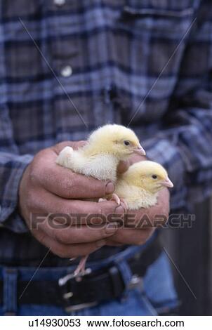 Stock Image - Close-up of of hands holding two tiny chicks. Fotosearch