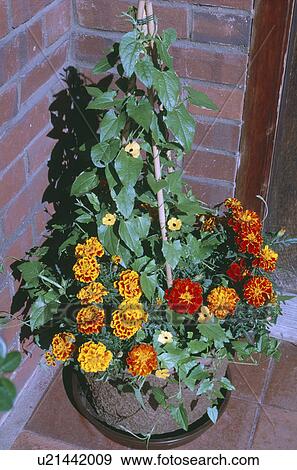 Close-up of orange and red French marigolds with yellow thunbergia in pot on front doorstep View Large Photo Image Stock Photo - Close-up of orange and red French marigolds with yellow thunbergia in pot on front doorstep. Fotosearch