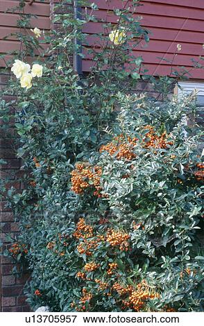 Close-up of orange pyracantha and yellow roses in shrub border View Large Photo Image Stock Photo - Close-up of orange pyracantha and yellow roses in shrub border. Fotosearch