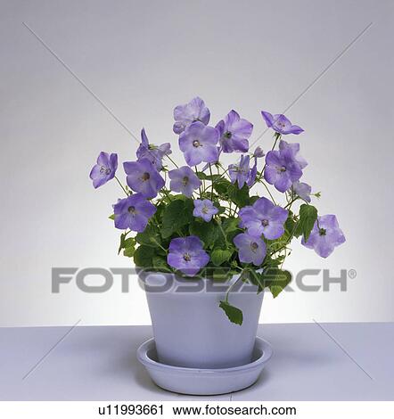 Stock Image - Close-up of pastel blue Italian bellflower. Fotosearch