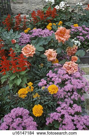 Close-up of pink ageratum with African-marigolds and pale orange roses in garden border View Large Photo Image Picture - Close-up of pink ageratum with African-marigolds and pale orange roses in garden border. Fotosearch