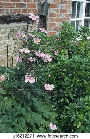Close-up of pink Anemone Japonica growing in border below cottage wall View Large Photo Image Stock Image - Close-up of pink Anemone Japonica growing in border below cottage wall. Fotosearch
