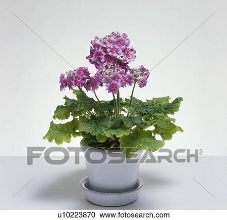 Close-up of pink cineraria in white pot View Large Photo Image Stock Image - Close-up of pink cineraria in white pot. Fotosearch