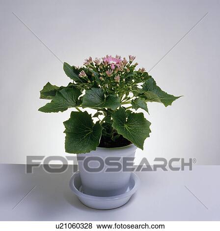 Stock Photo - Close-up of pink cineraria in white pot. Fotosearch
