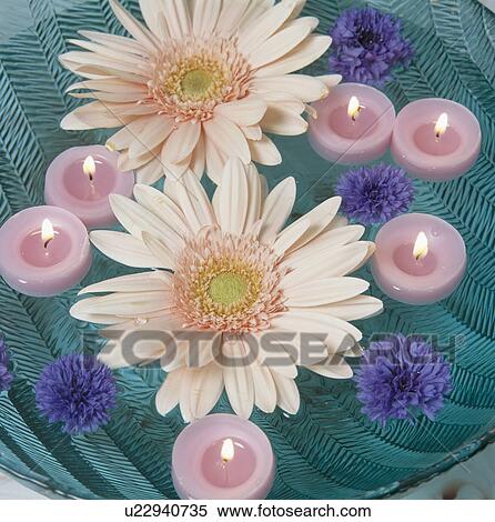 Close-up of pink daisies and blue cornflowers in bowl with pink floating candles View Large Photo Image Stock Photography - Close-up of pink daisies and blue cornflowers in bowl with pink floating candles. Fotosearch