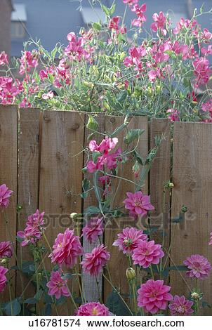 Close-up of pink double dahlias against pink sweet peas on wooden fence View Large Photo Image Picture - Close-up of pink double dahlias against pink sweet peas on wooden fence. Fotosearch