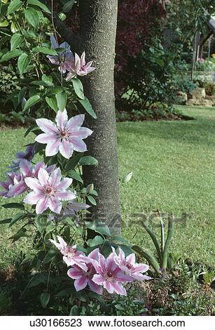 Stock Image - Close-up of pink Nellie Moser clematis growing on small tree. Fotosearch