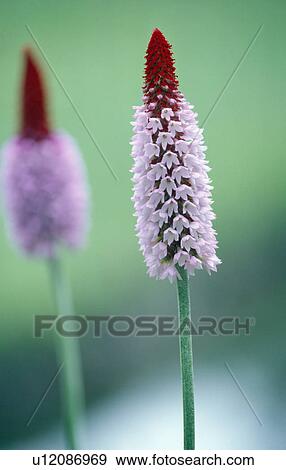 Stock Photo - Close-up of pink primula vialli. Fotosearch