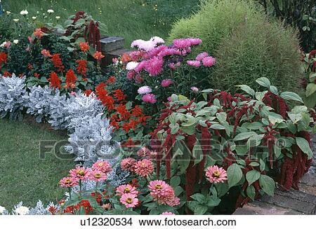 Picture - Close-up of pink zinnias and asters in summer border with amaranthus and red salvias. Fotosearch