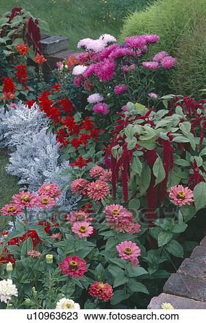 Stock Image - Close-up of pink zinnias and asters with dicentra in summer border. Fotosearch