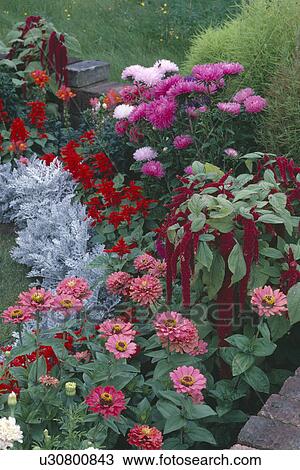 Stock Image - Close-up of pink zinnias and asters with dicentra in summer border. Fotosearch