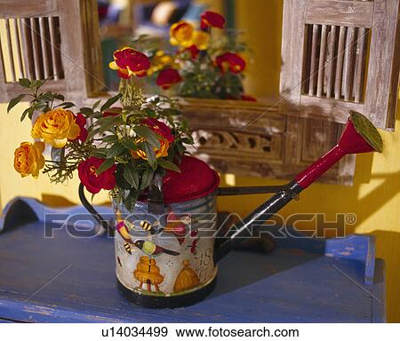 Close-up of red and yellow roses in brightly-painted metal watering can View Large Photo Image Stock Photo - Close-up of red and yellow roses in brightly-painted metal watering can. Fotosearch