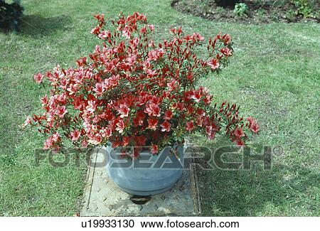 Close-up of red azalea in pot on lawn View Large Photo Image Stock Image - Close-up of red azalea in pot on lawn. Fotosearch