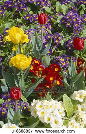 Stock Photo - Close-up of red, blue and white primulas with yellow tulips. Fotosearch