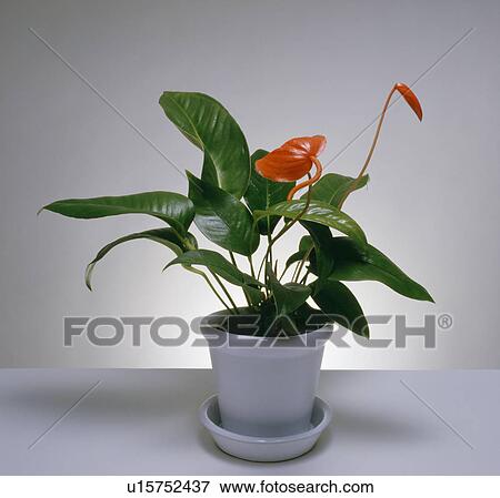 Close-up of red-flowered anthurium in grey pot View Large Photo Image Stock Photo - Close-up of red-flowered anthurium in grey pot. Fotosearch