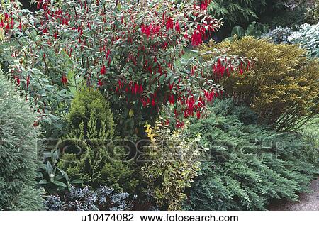 Stock Image - Close-up of red fuchsia with small conifer shrubs in garden border. Fotosearch