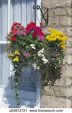 Close-up of red petunias and yellow mimulas with summer flowering plants in hanging basket beside window View Large Photo Image Stock Image - Close-up of red petunias and yellow mimulas with summer flowering plants in hanging basket beside window. Fotosearch