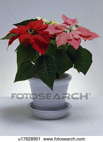 Close-up of red poinsettia in white pot View Large Photo Image Stock Image - Close-up of red poinsettia in white pot. Fotosearch