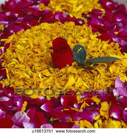 Stock Image - Close-up of red rose surrounded by yellow marigold petals and red rose petals. Fotosearch